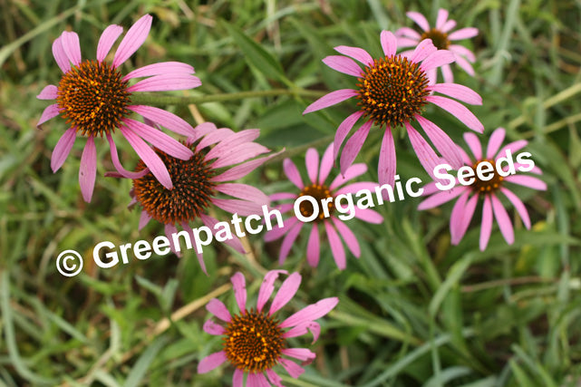 Echinacea Purpurea Plant