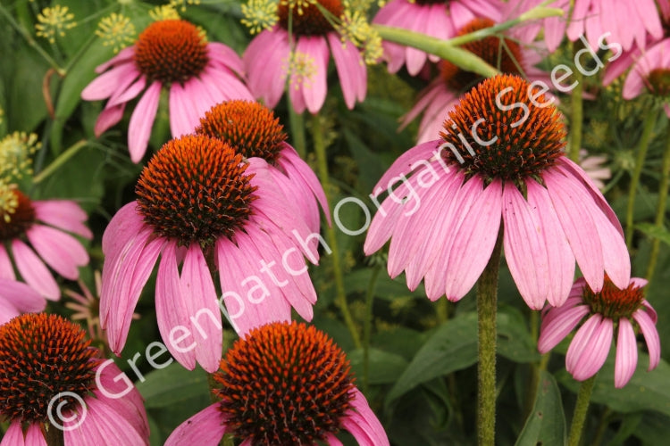 Echinacea purpurea