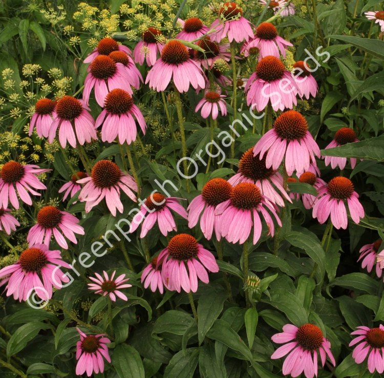 echinacea seeds organic Echinacea Purpurea Seed