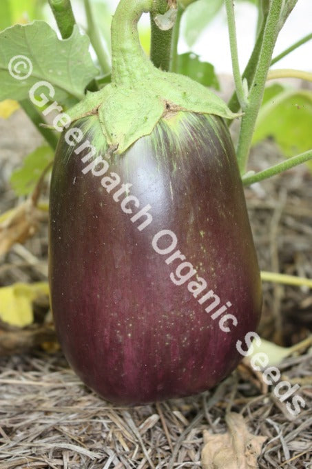 Eggplant - Black Beauty