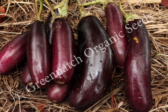 Eggplant - Long Purple Plant