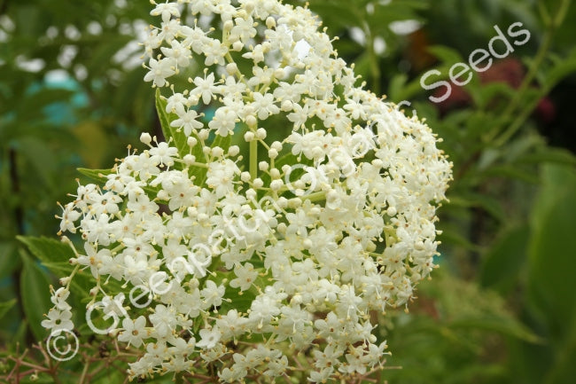 Elderberry European Plant