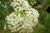 Elderberry European Plant