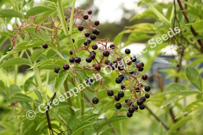 elderberry plant seeds Organic Black Elderberry Plants