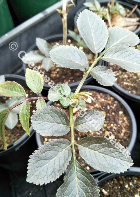 Elderberry Guincho Purple Plant
