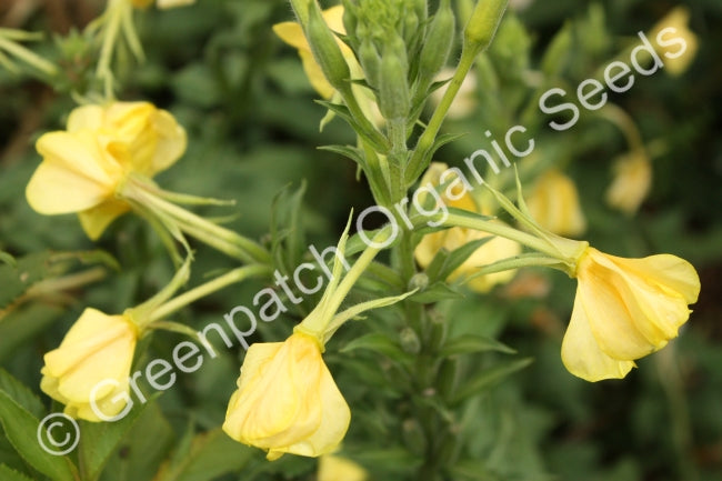 Evening Primrose