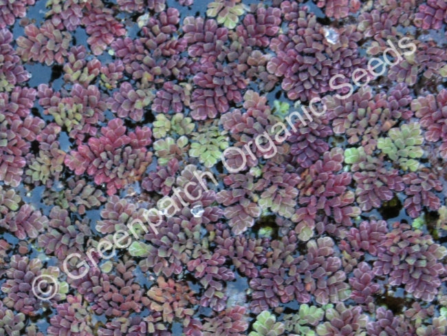 Ferny Azolla