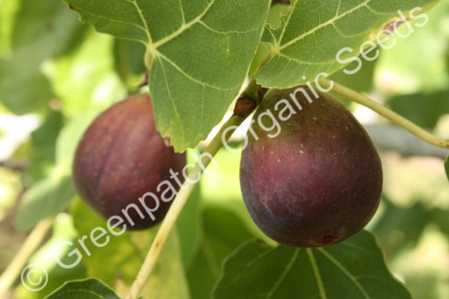 Fig Edible - Black Genoa Plant