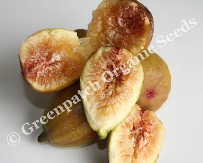 Fig Edible - Brown Turkey Plant