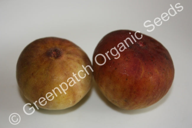 Fig Edible - Prestons Prolific Plant