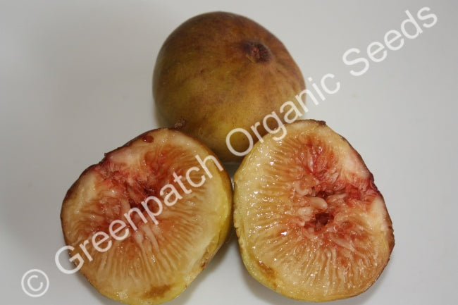 Fig Edible - Prestons Prolific Plant