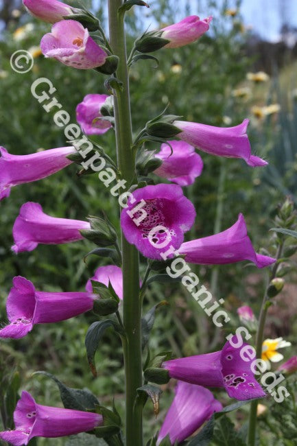 Foxglove