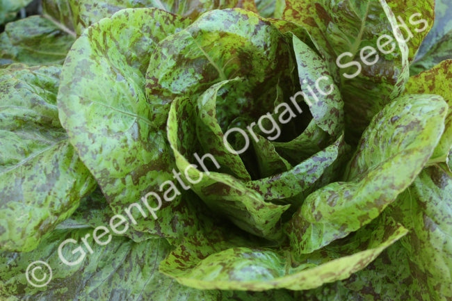 Lettuce - Freckles