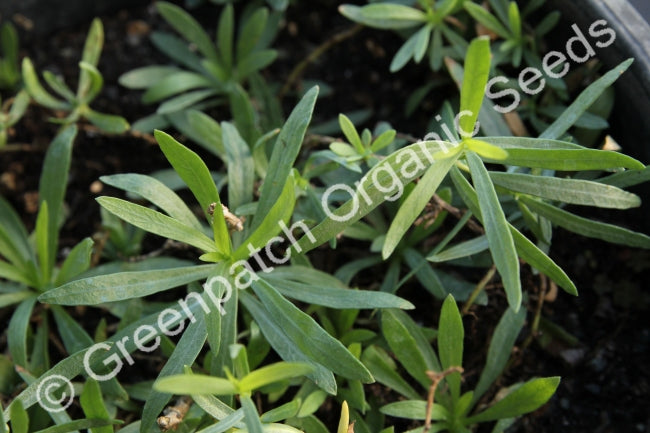 Tarragon - French Plant