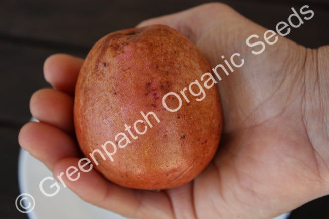 Guava - Malaysian Red Plant