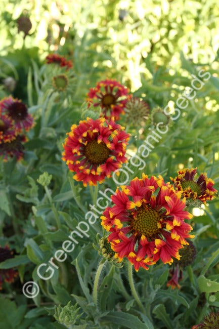 Gaillardia - Lorenzianna Mix