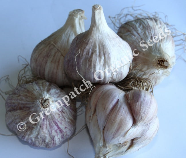 Garlic - Early Purple