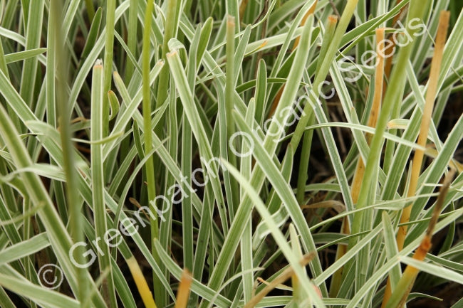 Garlic - Society Variegated Plant