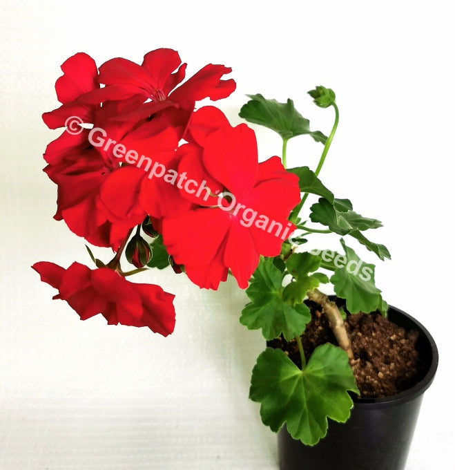 Geranium Zonal - Calliope Big Red
