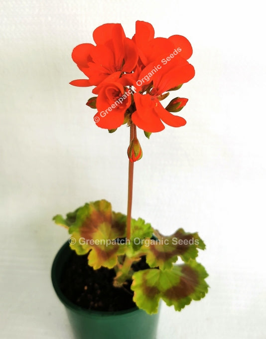 Geranium Zonal - Deacon Fireball