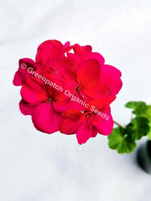 Zonal Geranium Plants