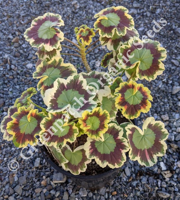 Geranium Zonal - Golden Tricolour