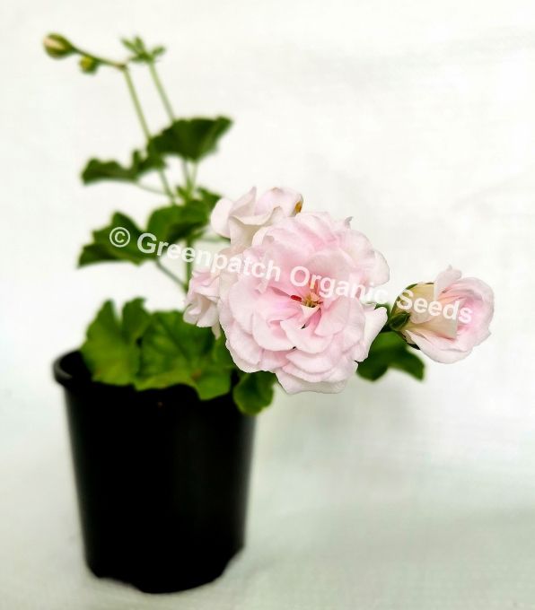 geranium patricia seeds Patricia Ivy Geranium Plants