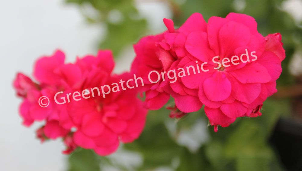 Geranium Ivy - Clearance Varieties