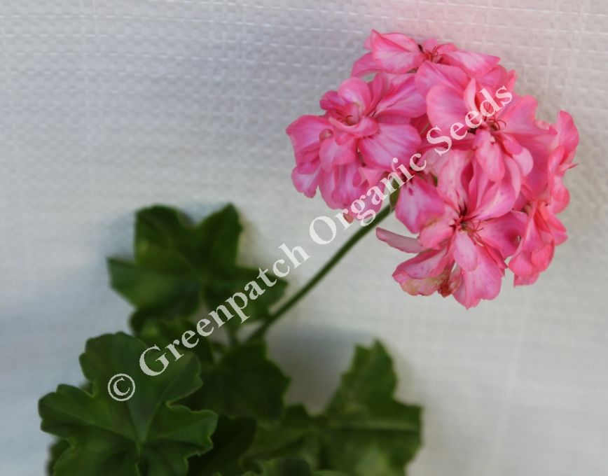 Geranium Ivy - Spinning Wheel