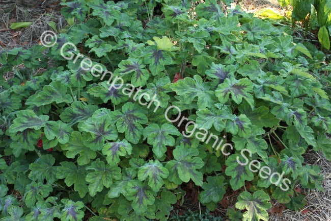Geranium Scented - Peppermint Chocolate Plant