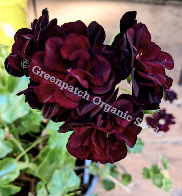 black geranium seeds Ivy Geranium Royal Black Rose Plants
