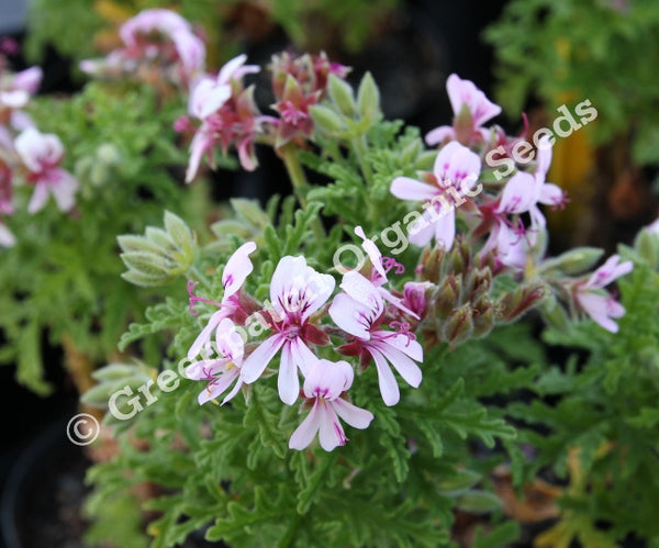 rose scented geranium seeds Rose Scented Geranium Plants
