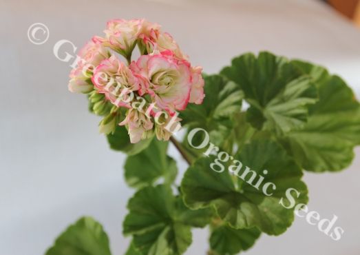 Geranium Zonal - Apple Blossom Rosebud