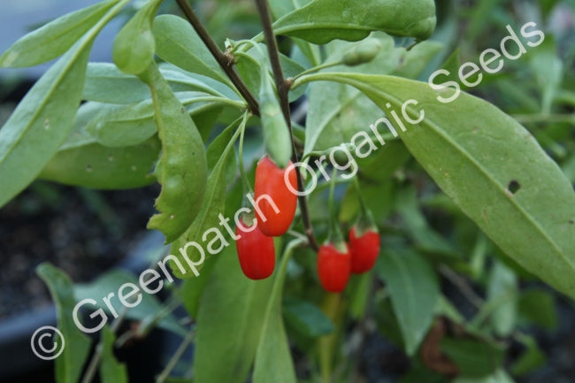 Goji Berry Plant
