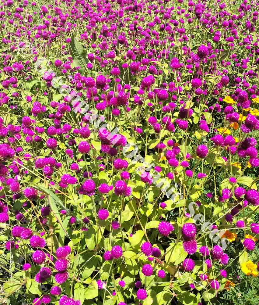 Gomphrena Purple Bedding Flower Display