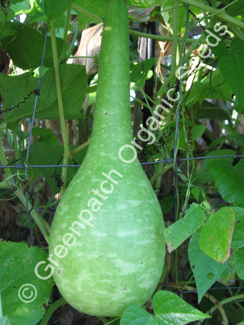Gourd Seed