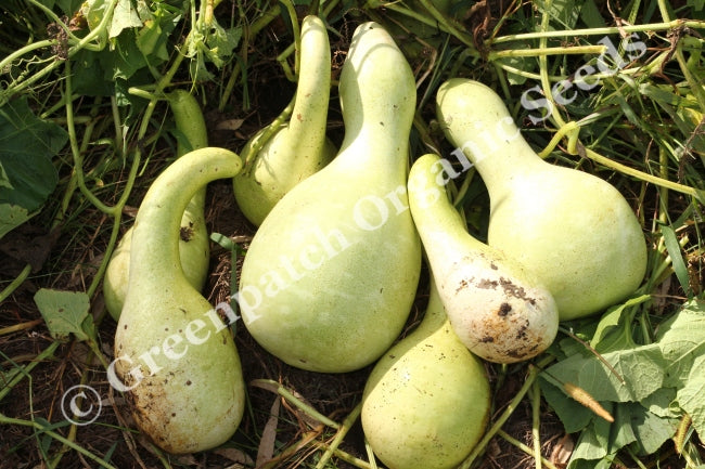 Gourd - Large Mixed