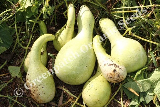 Gourd Seed