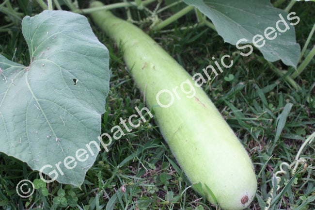 snake gourd plant for sale Buy Snake Gourd Seed