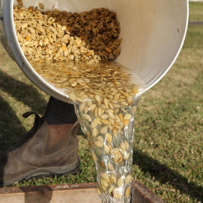 About Greenpatch - Australian Heirloom Seeds