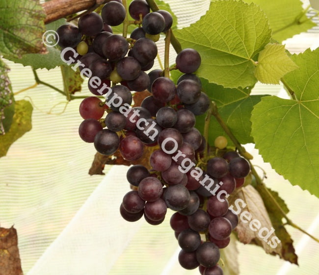 Grape Plants