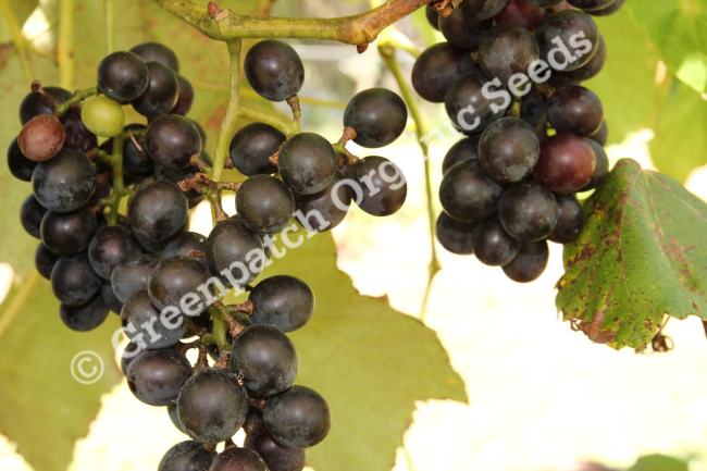Grape - Isabella Plant