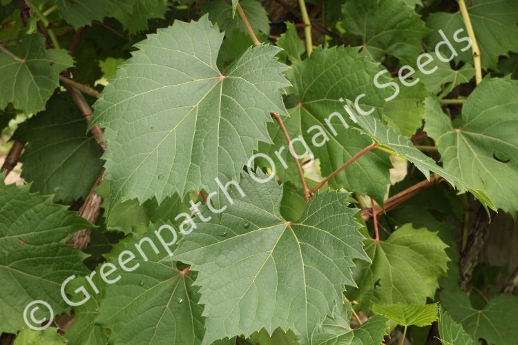 Grape - Leaf Plant