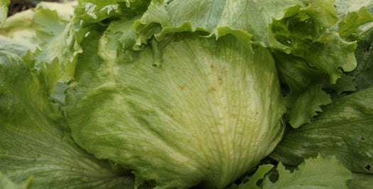 Lettuce - Great Lakes (Iceberg)