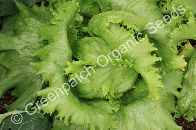 Lettuce - Great Lakes (Iceberg)