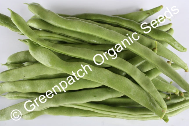 Bean Climbing - Greek Bean