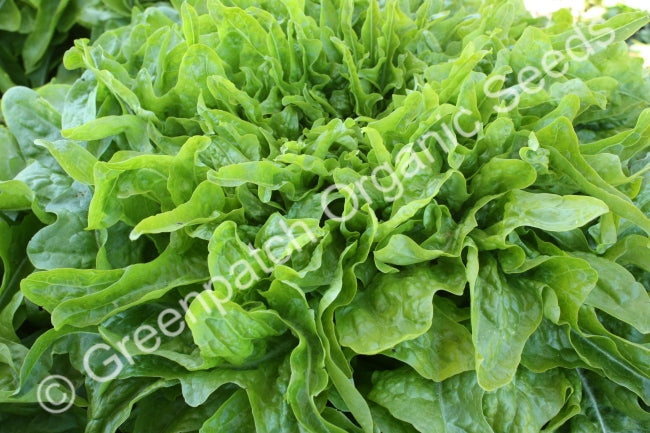 Lettuce - Green Oak