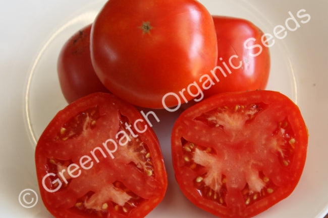 Tomato - Grosse Lisse Plants