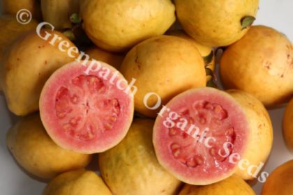 Guava - Hawaiian Plant