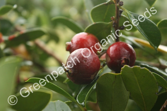 Guava - Strawberry Plant